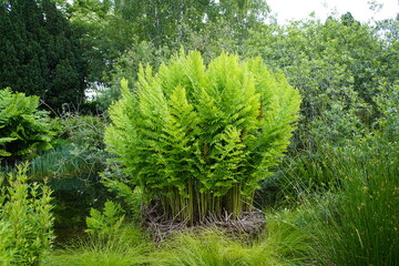 Young Osmunda regalis, or royal fern, 