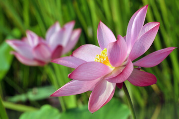 Fototapeta premium Blossoming lotus flower