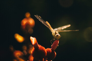 dragonfly
