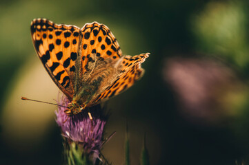 butterfly on flower