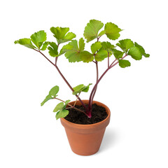 Scots Lovage plant in a pot isolated 
on white background