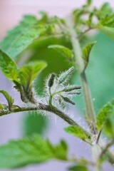 産毛が沢山生えている元気なトマトの新芽