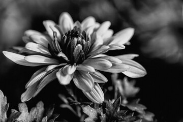 black and white flower