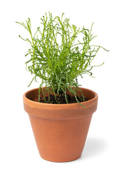  Santolina viridis plant in a pot isolated on white background