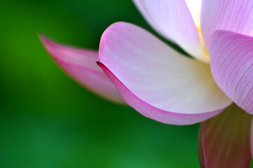 Blossoming lotus flower