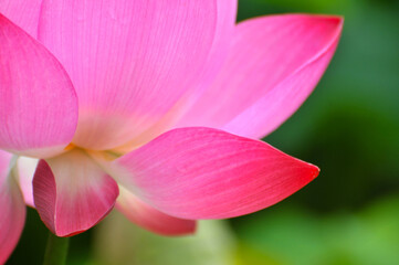 Blossoming lotus flower