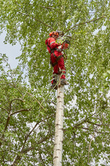 Tree surgeon. Working with a chainsaw. Sawing wood with a chainsaw.	