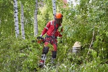 A logger cuts down a birch tree. A man removes an emergency tree.