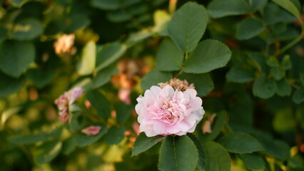 Blooming pink roses in the garden. Rosehipr oses on the Bush. Growing roses in the garden