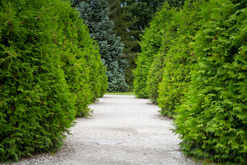 Green hedge of thujas along both sides of path. Row of ornamental thuja trees in park