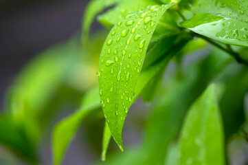 Water apple green leaves with water splash, selected focus for natural background
