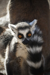 Baby of lemur kata in zoo. He is with his mom in their habitat.