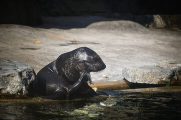 Sealion is cleaning his hair in his own swimming pool in zoo. This is his habitat.