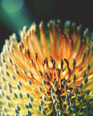 Close up of the golden flowers of an inflorescence of the Australian native Old Man Banksia, Banksia serrata, family Proteaceae, NSW. Endemic to eastern Australia. Autumn to winter flowering.