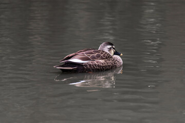 The eastern spot-billed duck or Chinese spot-billed duck (Anas zonorhyncha) swimming in lake in a cloudy day.