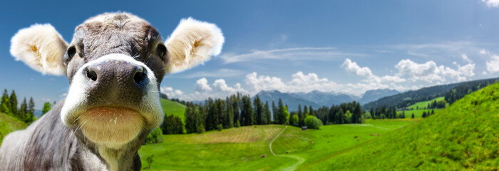 Landschaft mit Kuh im Bregenzer Wald in Vorarlberg, Österreich - obrazy, fototapety, plakaty
