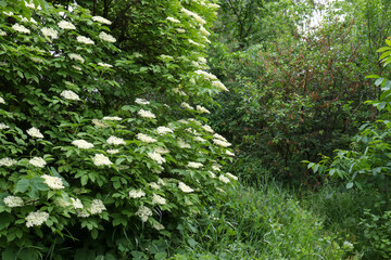 Fototapeta premium Blooming elderflower bush in summer park or forest