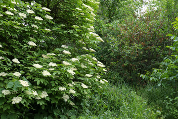 Blooming elderflower bush in summer park or forest
