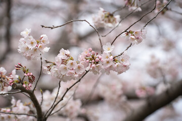 咲き始めた公園の可憐な桜