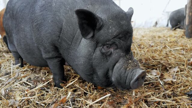 Big fat boar on a pig farm looks at the camera. Growing pork