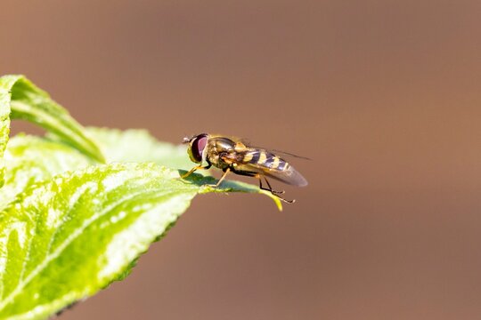 A portrait of a epistrophe grossulariae or syrphus hoverfly. The insect is sitting on a green leaf in direct sunlight in a garden.