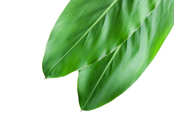 Fresh green galangal leaves isolated on white background.