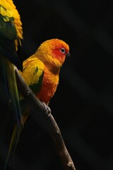 A portrait of a colorful sun parakeet perched on a branch in front of a dark background. The bird is yellow green and orange.