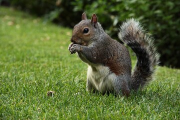 Close-up of a squirrel eating a nut on the grass of a lawn in a city park in London were they are a...