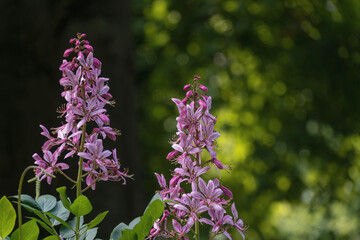 Blüten, Park, Juni