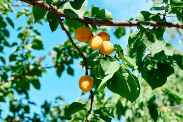 Branch with ripe apricots hanging on a tree in garden in summer day. Harvesting of apricots. Organic gardening.