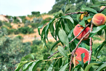 Branch with ripe peaches hanging on a tree in garden in summer day. Harvesting of peaches. Organic mediterranean gardening.