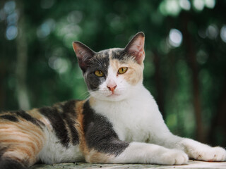 cute young female cat