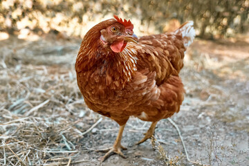 Free-grazing domestic hen in walk-in chicken run on a traditional free range poultry organic farm. Adult chickens walking on the soil in an enclosure.