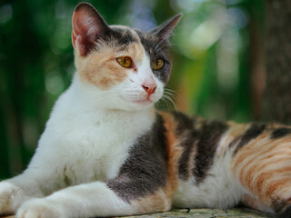 cute young female cat