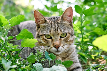 Naklejka na ściany i meble Close up portrait of cute gray tabby cat in green grass. Household pet, domestic animals. Animal theme.
