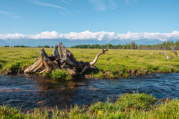 Scenic alpine landscape with beautiful old snag in creek with clear water against forest and large snowy mountain range in low clouds in bright sun under blue sky. Old tree root in brook in sunny day.
