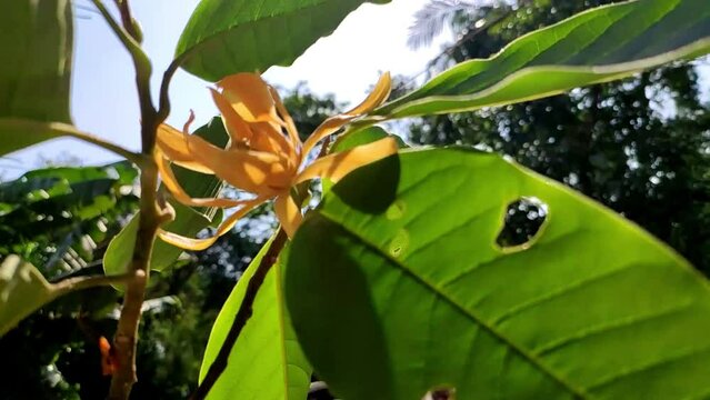 Yellow-orange coloured champak (Magnolia champaca) flower in bloom. Spring flowers. Background