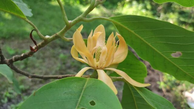 Yellow-orange coloured champak (Magnolia champaca) flower in bloom. Spring flowers. Background