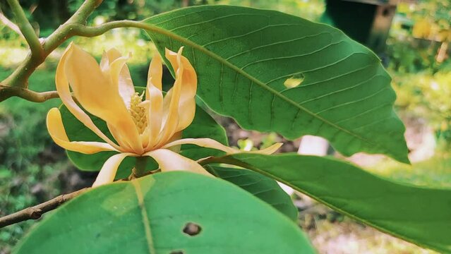 Yellow-orange coloured champak (Magnolia champaca) flower in bloom. Spring flowers. Background