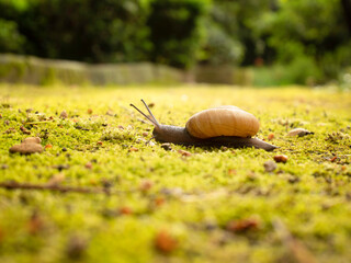 escargot dans la mousse après la pluie