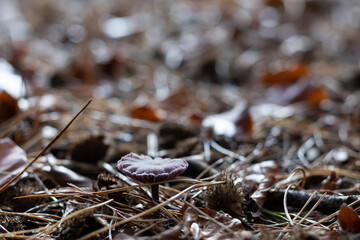 Pilz.