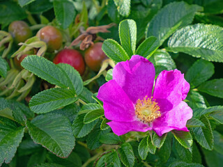 Nahaufnahme der pinkfarbenen Blüte einer Wildrose mit deren Früchten, Hagebutten, im Hintergrund
