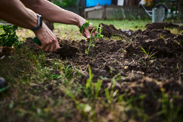 Hands of a farmer planting tomato seedlings in organic garden. Gardening at springtime, horticulture, agriculture, eco-friendly farming concept