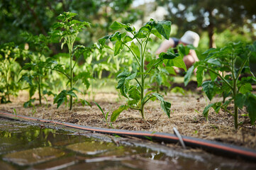Watered tomato seedlings growing in flowerbed in open field on blurred background of a farmer working in a vegetable garden. Agro business and growing organic vegetables in eco farm