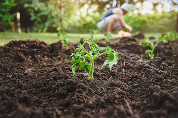 Close-up of newly planted seedlings of tomatoes in a flower bed in an open field against a blurred background of a male farmer planting seedlings and working on his farm