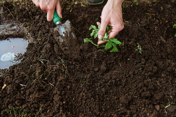 View from above to farmer's hands using garden shovel digs and loosens the black soil while planting tomato sapling in open ground of an eco farm