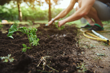 Focus on a freshly planted tomato seedling in the black soil against blurred background of a farmer bothering the ground, planting saplings in open vegetable garden