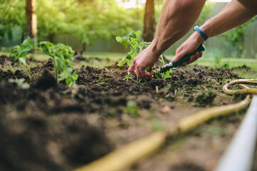 Details farmer's hands planting seedlings in black soil enriched with bio humus and compost to increase fertility. Horticulture, eco farming and agro business concept