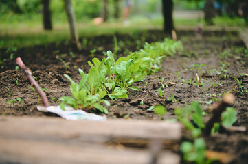 Growing organic beets in open ground. Beetroot chard leaves in a flowerbed. Agricultural hobby and business concept. Eco farming, horticulture.