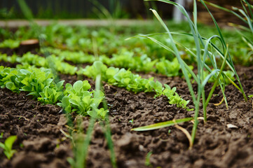 Row of growing eco lettuce leaves in a flowerbed. Eco-farming, horticulture, agricultural hobby and business concept